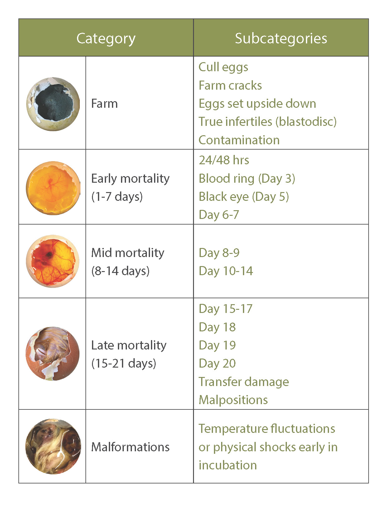 The importance of analysing embryonic mortality | Petersime