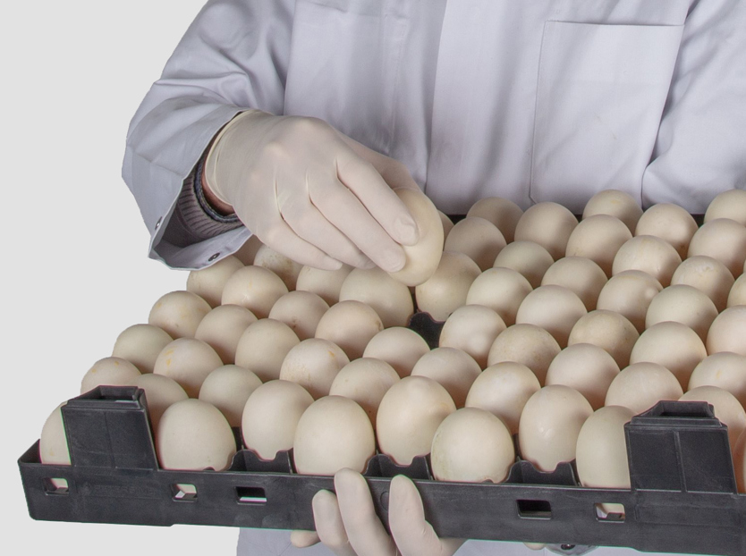 Petersime Hatching Eggs 20240228 Thumb 